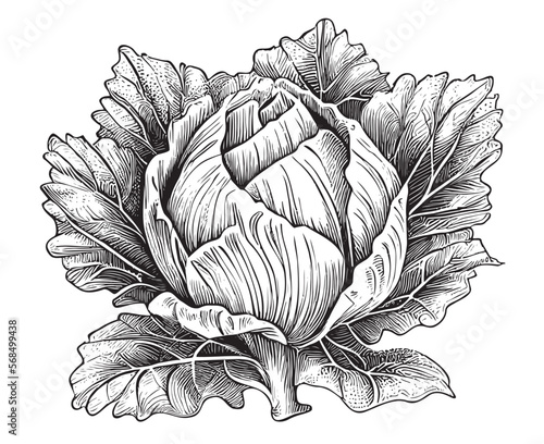 White cabbage sketch hand drawn in doodle style illustration