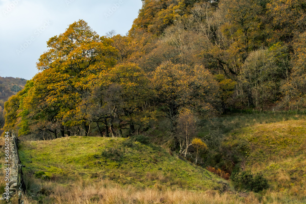 Pasture with drystone wall and a small stream with trees in Scotland