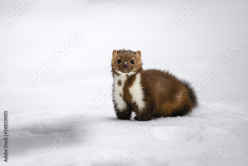 The marten runs on the newly fallen snow and climbs into the hollow of the tree. photo