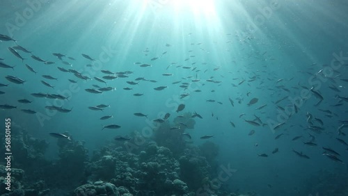 Coral reefs and tropical fish. Beautiful tropical fish and coral reef.