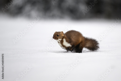 The marten runs on the newly fallen snow and climbs into the hollow of the tree. © Martin