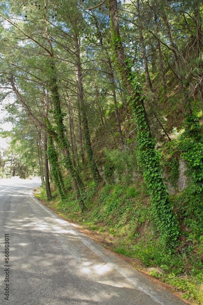 Road up a mountain with forest around in spring at Mount Filerimos, Rhodes, Greece. Road up a mountain with forest around in spring at Mount Filerimos, Rhodes, Greece.