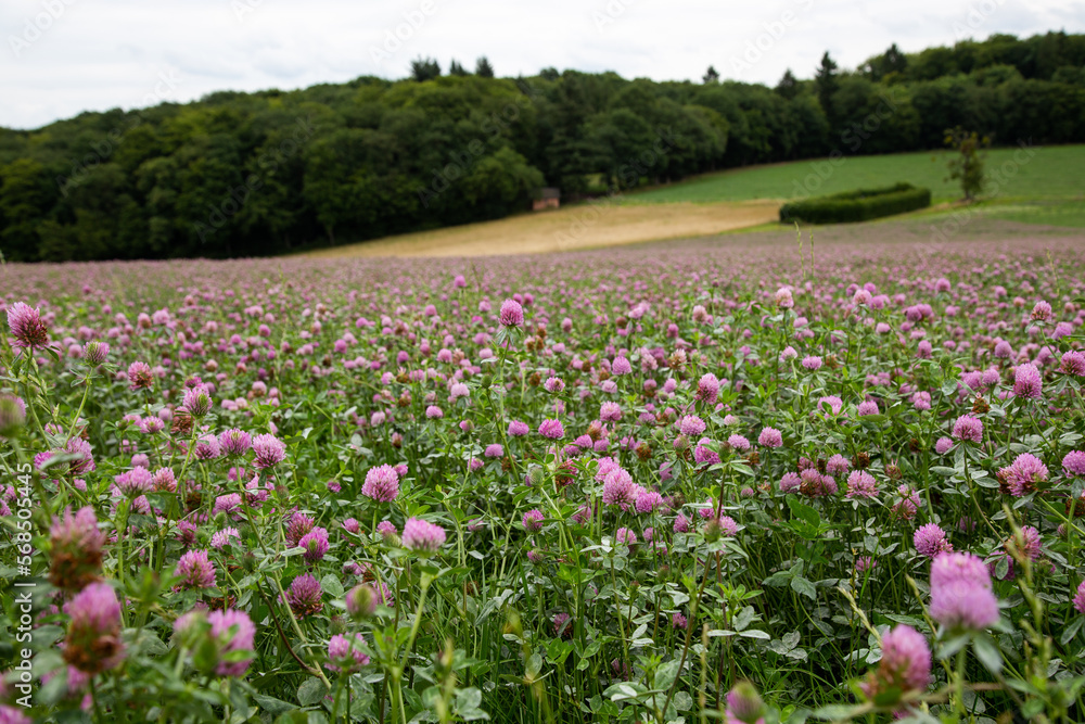 Flower meadow in summer