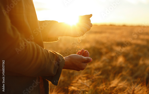 Farmers hands holding a handful of wheat in a wheat feld. Harvesting. Agro business.