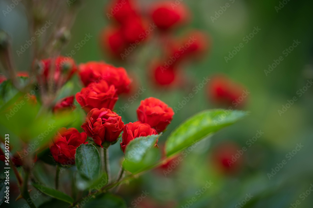 Incredibly beautiful delicate roses. Concept: love, date romance Incredibly beautiful delicate roses. Concept: love, date romance