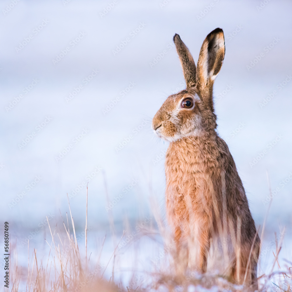 Rabbit in winter, European hare (Lepus europaeus) Rabbit in winter, European hare (Lepus europaeus)