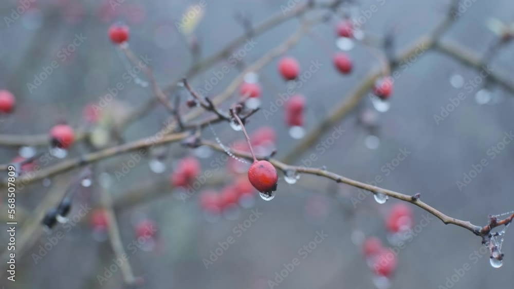 hawthorn  with drops of water on the branches