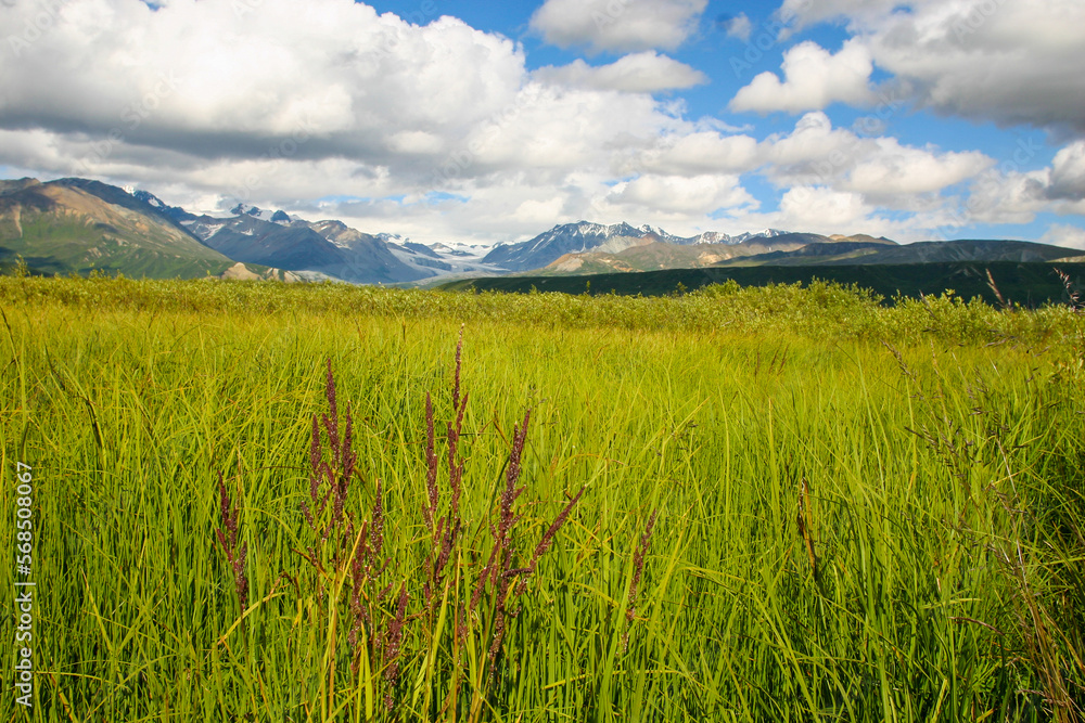 A Beautiful Alaska Grassy Meadow with Clouds over the Mountains