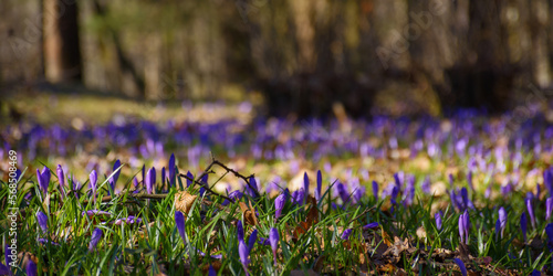 crocus flowers blooming in the forest. spring nature background