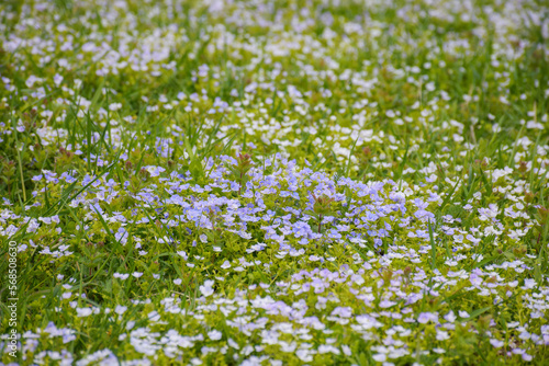 small blue flowers blooming among the grass. nature background in summertime