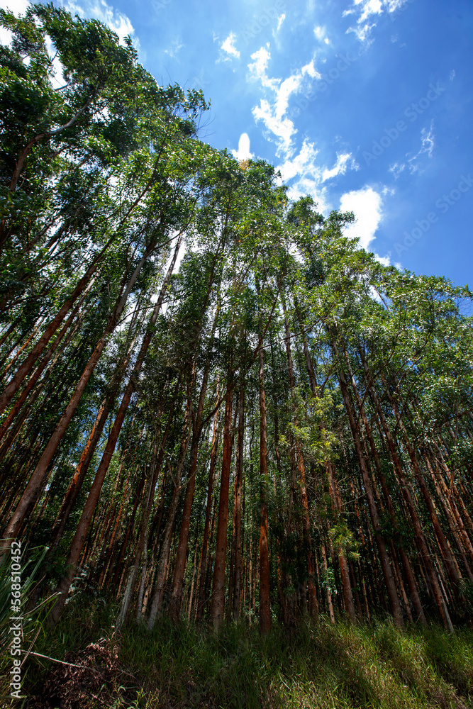 Fototapeta premium Perspective of eucalyptus groves in rational plantation. Countryside of Sao Paulo state, Brazil
