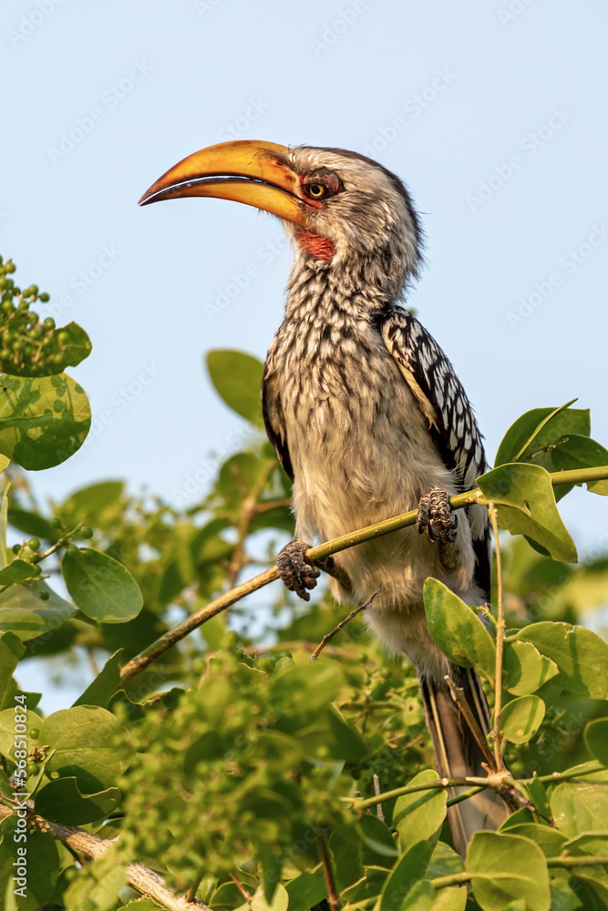 Toko Namibian sit in a tree.Etosha National Park. Namibia