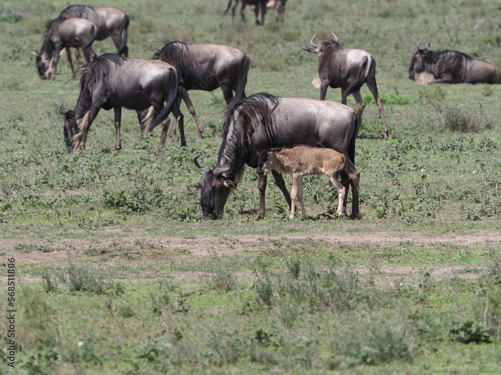 Wildebeest migration in the Serengeti Wildebeest migration in the Serengeti