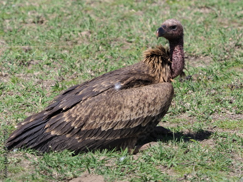 Ruppell s Griffon vulture