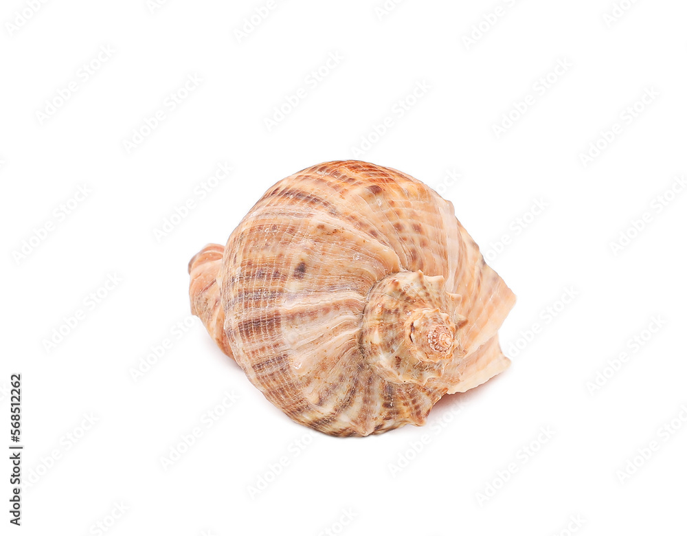Big brown seashell on a white background Big brown seashell on a white background