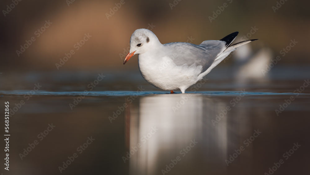 Lachmöwe (Chroicocephalus ridibundus) in einem Fluss im Herbst Lachmöwe (Chroicocephalus ridibundus) in einem Fluss im Herbst