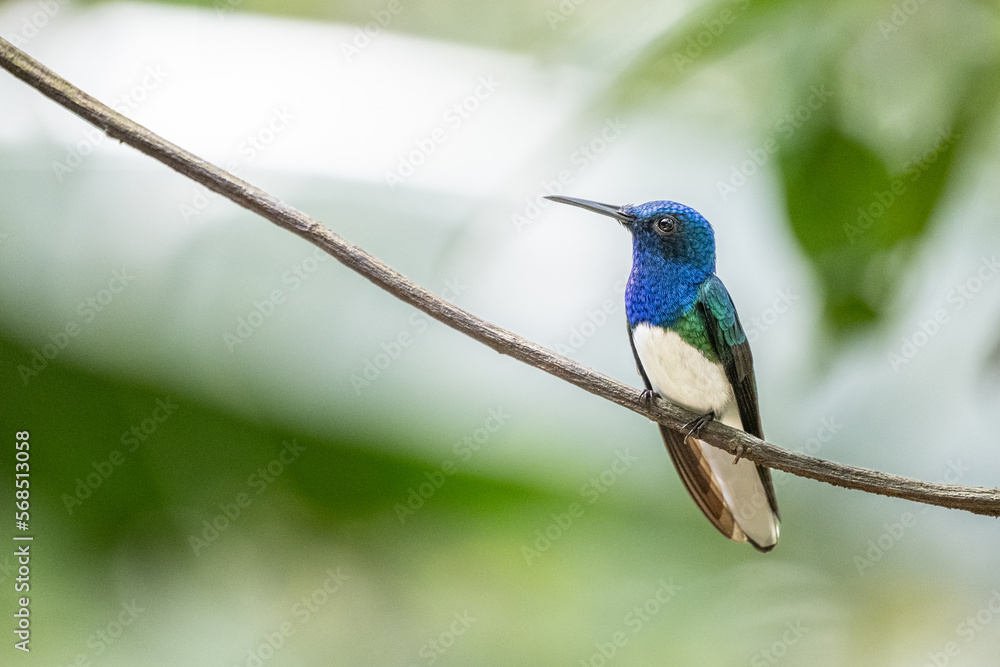 Fototapeta premium hummingbird 2