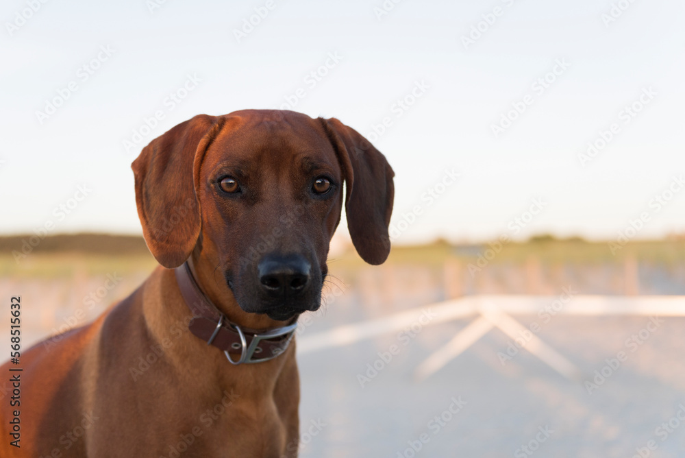 Junger Rhodesian Ridgeback am Strand vor den Dünen Junger Rhodesian Ridgeback am Strand vor den Dünen