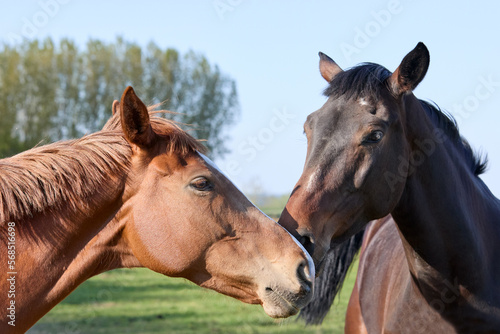 Close up of head of two horses together