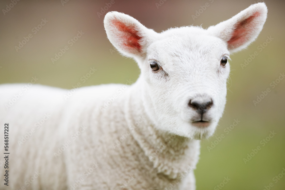 Close up head shot of young white lamb