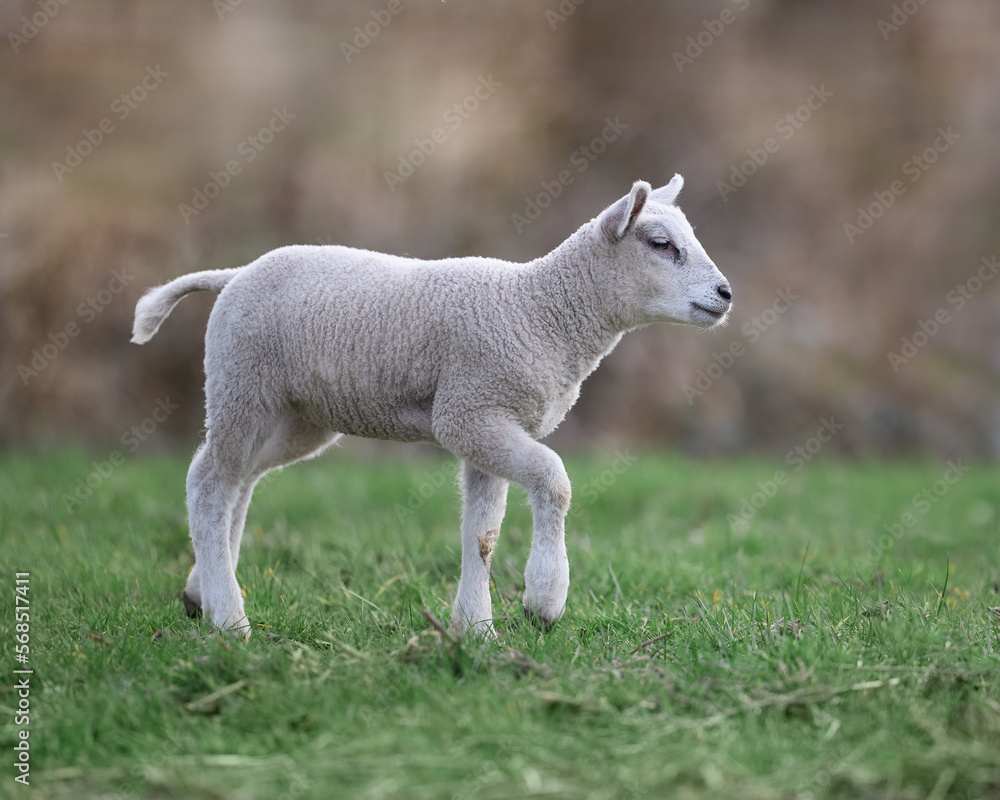 Young white lamb steps in prairie Young white lamb steps in prairie