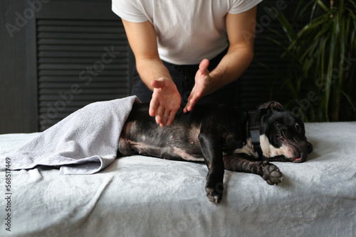 Staffordshire bull terrier dog lies on a massage table massage master makes a dog rehabilitation massage