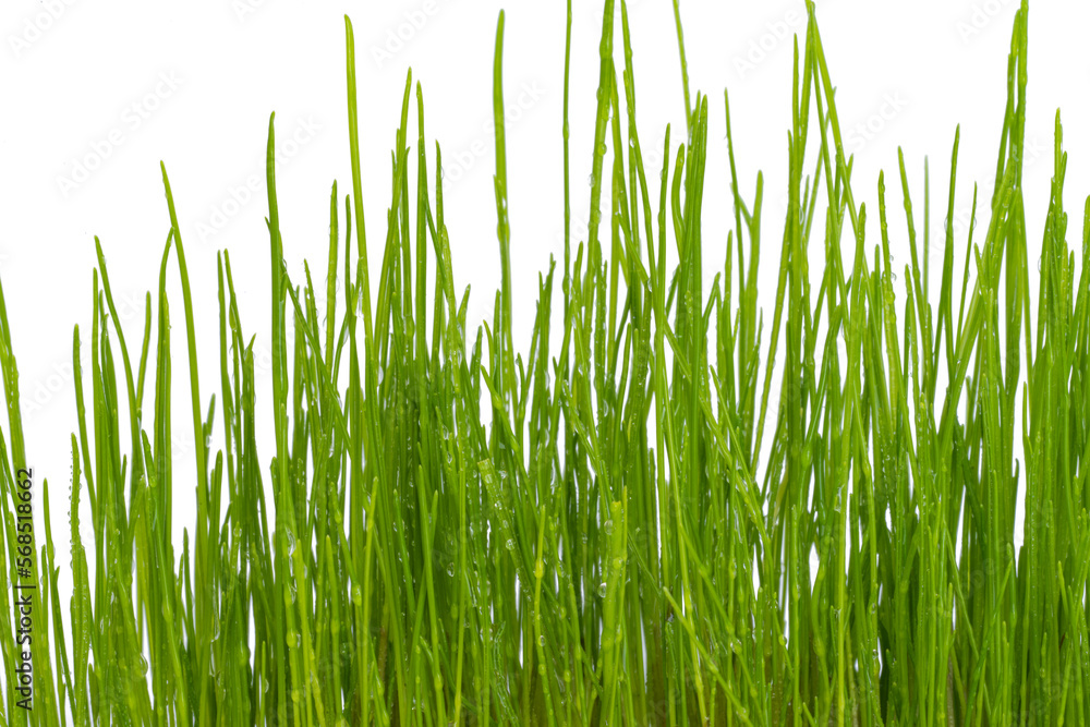 Obraz premium green grass with water drops isolated