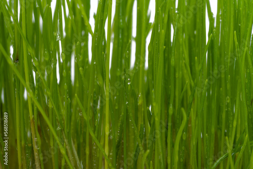 green grass with water drops isolated