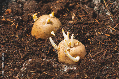 Planting of potatoes on a bio garden. Seasonal work.