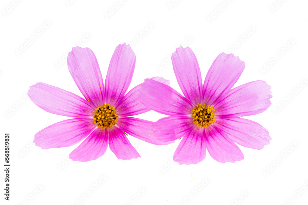 cosmea flowers isolated