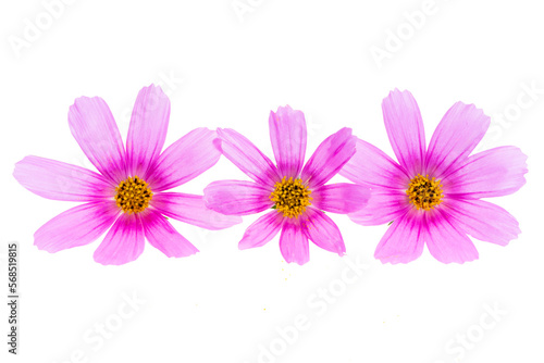 cosmea flowers isolated © ksena32