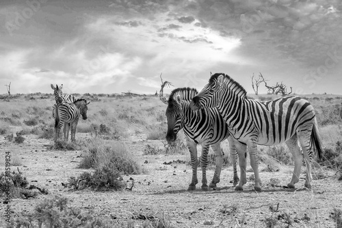 Black and white photo of Burchell s zebras in Etosha National Park  Namibia