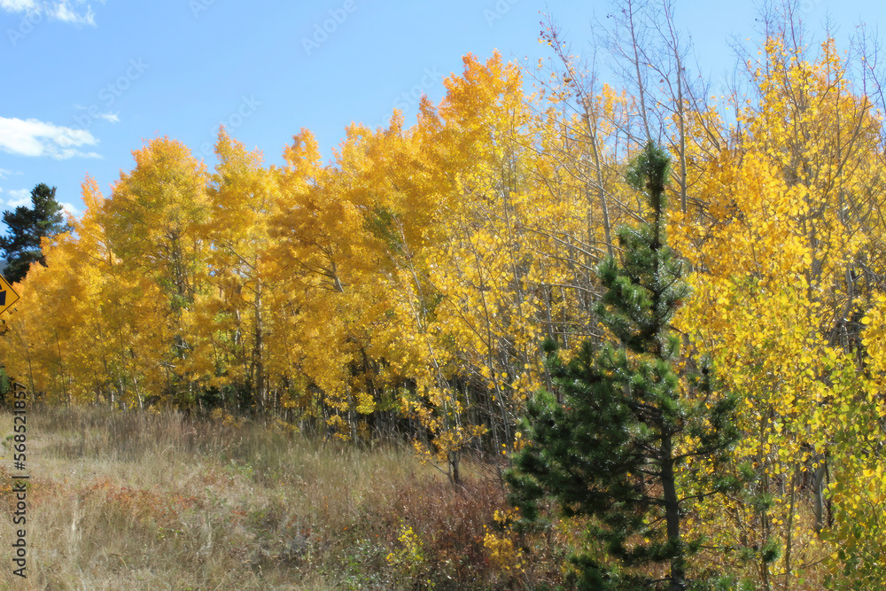 Beautiful Fall Colors in Colorado with golden aspen colors along the road.