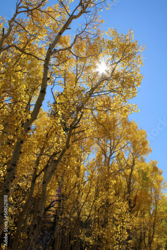 Aspen golden tree Fall Colors in Colorado with sun shine through leaves.