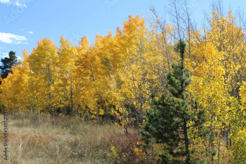 Beautiful Fall Colors in Colorado with golden aspen colors along the road.