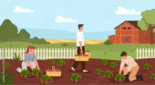Harvesting process. Farmers characters pick strawberries on garden plot, manual labor, harvesters people, countryside summer landscape, agriculture nowaday vector cartoon flat concept