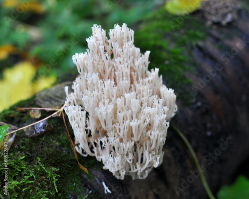 Coral mushrooms (Artomyces pyxidatus) grow in nature