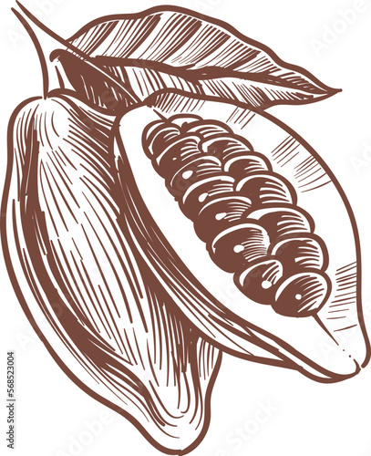 Whole and cutted cocoa pod engraving. Bean sketch