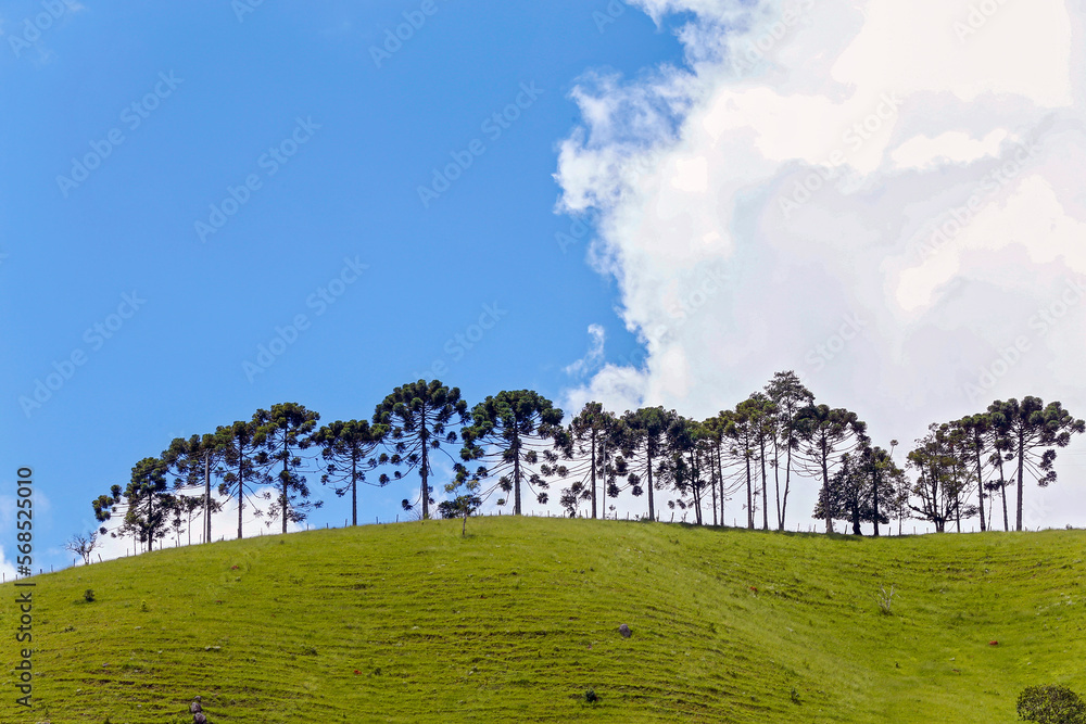 Row of araucarias on the hill with clouds cumulus nimbus in background. Serra da Mantiqueira, Minas Gerais state, Brazil