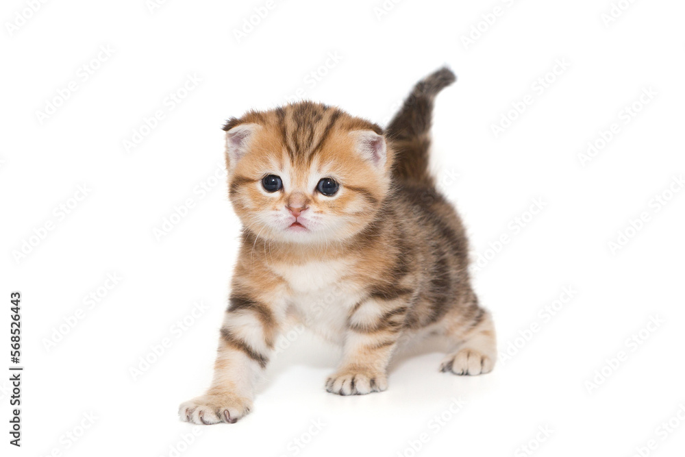 Obraz premium Small Scottish fold kitten