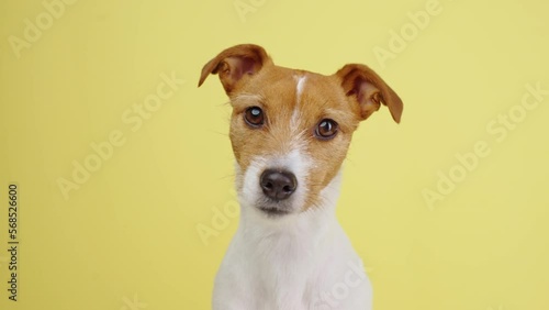 Curious interested dog looks into camera and turns his head in different directions. Jack russell terrier closeup portrait on yellow background. Funny pet