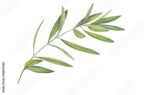 watercolor image of an olive branch with leaves