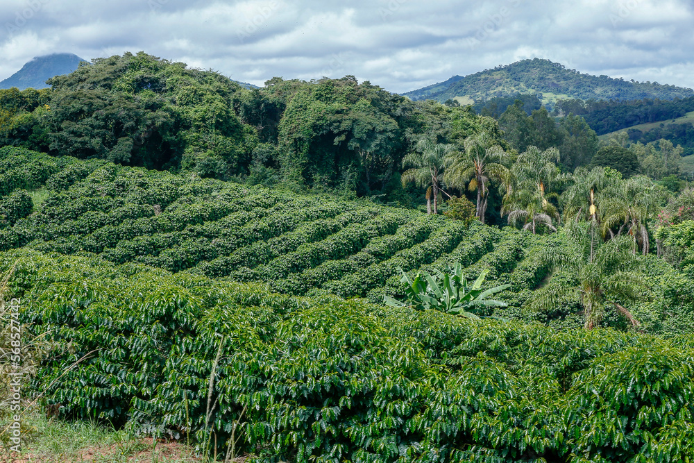 Rural landscape with coffee plantation in countryside of Minas Gerais state, Brazil