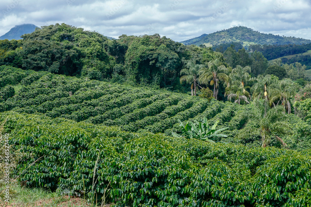Naklejka premium Rural landscape with coffee plantation in countryside of Minas Gerais state, Brazil