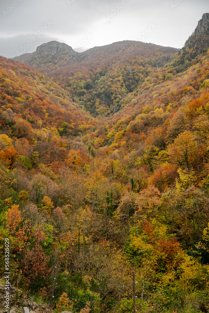 colorful forest in autumn , colorful autumn season background