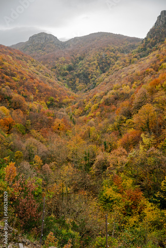 colorful forest in autumn , colorful autumn season background