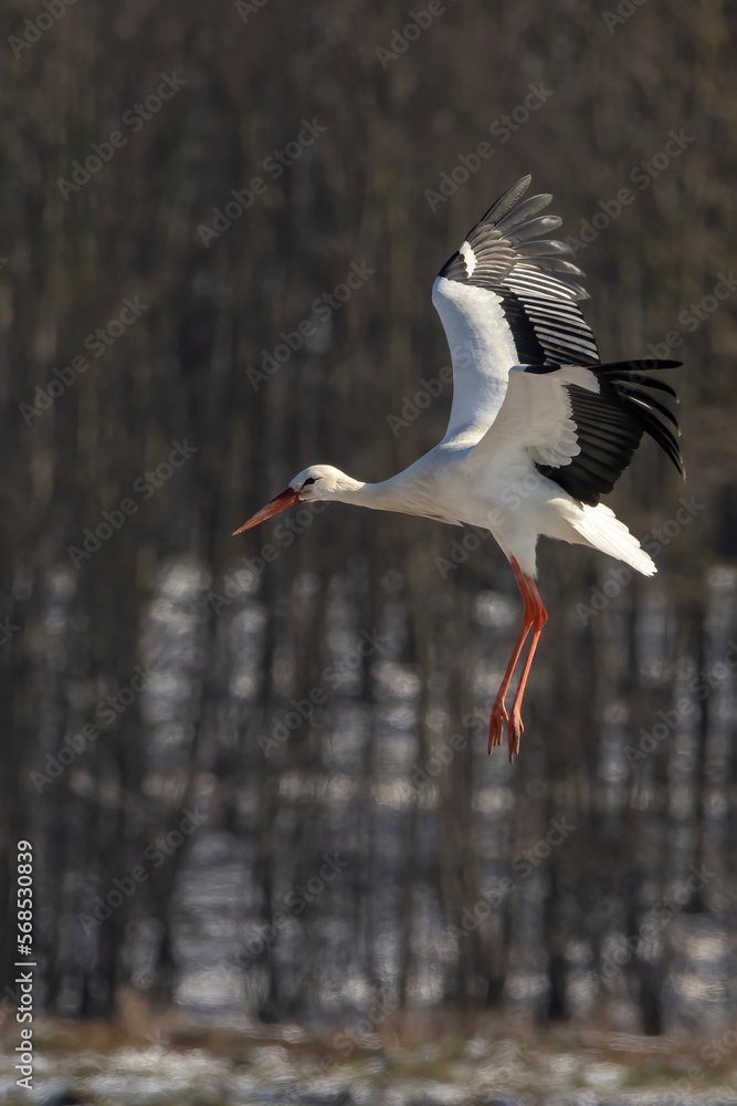 Obraz premium Stork flying over a meadow in Büttelbron in Hesse, Germany at a cloudy day in winter.