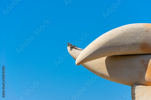 Lizard basking on the top of the mountain under the sun