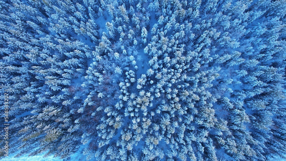 Winter trees Winter trees