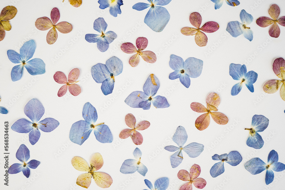 Dried pink and blue hydrangea flowers placed on a white background. Dried pink and blue hydrangea flowers placed on a white background.
